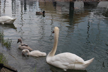 swans on the lake Konstanz 