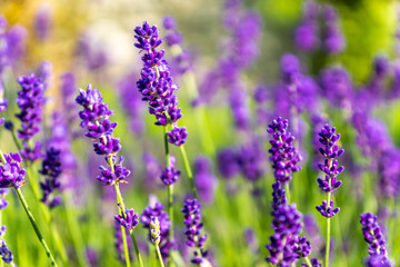 Echte Lavendel Blüten Sommer Lavandula angustifolia