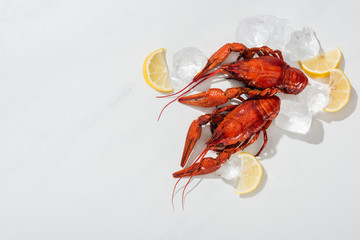 top view of red lobsters, lemon slices and green herbs with ice cubes on white background