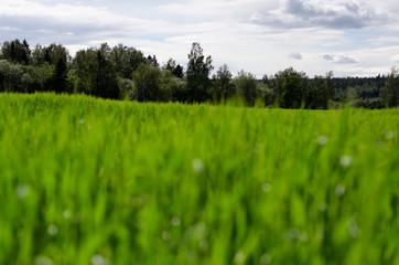 Obraz premium Field 5