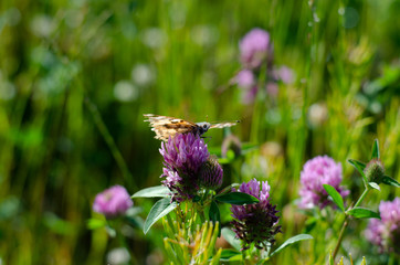 Butterfly field 3