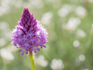 Wild Pyramidal Orchid (Anacamptis pyramidalis) over an out of focus natural background