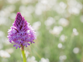 Wild Pyramidal Orchid (Anacamptis pyramidalis) over an out of focus natural background
