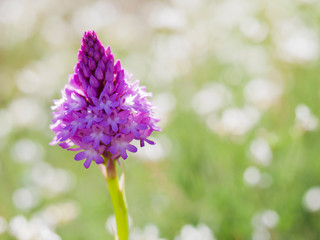 Wild Pyramidal Orchid (Anacamptis pyramidalis) over an out of focus natural background