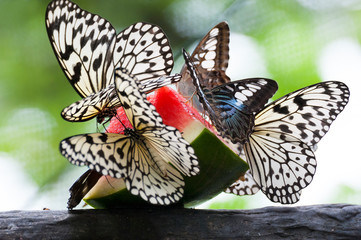 feeding butterfly in green house