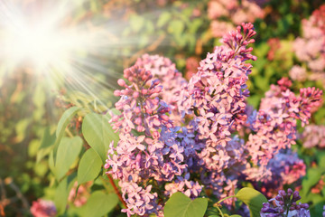 Obraz premium Clusters of blooming purple lilac in the rays of the setting sun. Spring lilac flowers.
