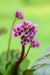 Bergenia Cordifolia