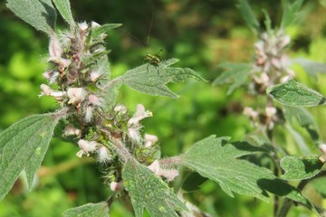 Motherwort plant leonurus cardiac in the garden, closeup
