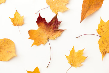 nature, season and botany concept - different dry fallen autumn leaves on white background