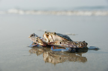 floating blue crab. a floating crab sits on a beach at low tide