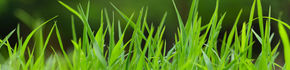  green grass