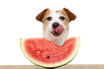Summer dog eating watermelon and linking with its tongue out. Isolated on white background.