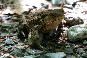 Frog (toad) sitting on the rocks na leafs in the forest