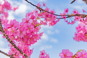 静岡県賀茂郡河津町　河津桜　河津桜まつり