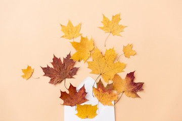 Naklejka na ściany i meble nature, season and mail concept - dry fallen autumn maple leaves with envelope on beige background