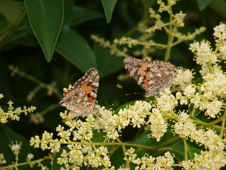 dos mariposas vanesa de los cardos frente a frente