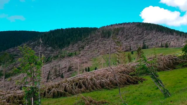 Tempesta Vaia Trentino orientale