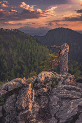 Pine tree on Sokolica peak  during sunset with Tatras in the background, Pieniny, Poland