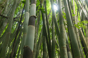 Bamboo forest Natural forest prolific ,in Phang Nga National Park, Thailand