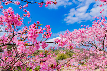 静岡県賀茂郡河津町　河津桜　河津桜まつり