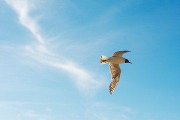 Seagull flying on clear blue sky and sun light