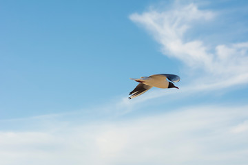Seagull flying on clear blue sky and sun light
