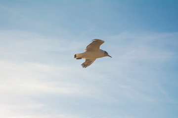 Seagull flying on clear blue sky and sun light
