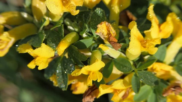 Yellow broom flowers. Flower cytisus lotoides Pourr closeup.