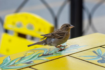 Bird Sparrow on a beautiful painted table close-up. Sparrow in the city.