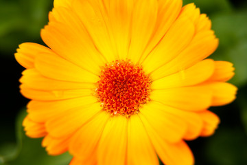 beautiful yellow and orange flower in close-up