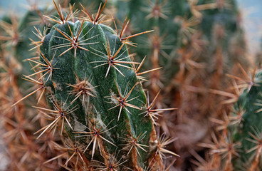 Naklejka na ściany i meble spiky cactus in close-up image