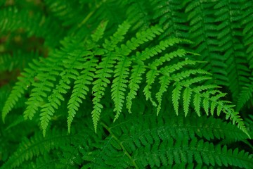 The leaves of fern (Pteridium)