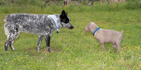 Fototapeta premium Young Blue Heeler and a Weimaraner puppy getting acquainted