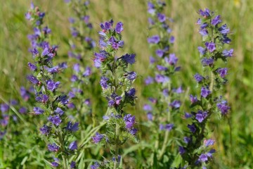 Purple flowers of Echium vulgare — known as viper's bugloss and blueweed 
