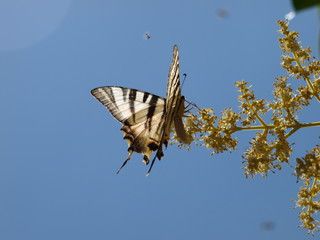 Fototapeta na wymiar mariposa chupaleches contra el cielo azul