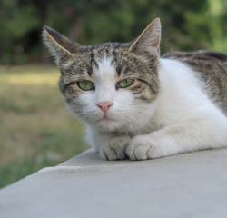 Cat with hostile look