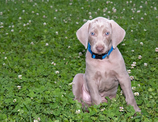 Adorable Weimaraner puppy sitting in a field of clover