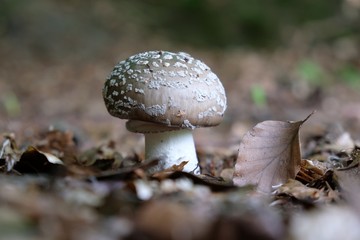 Amanita excelsa - this toadstool is edible, but not very tasty