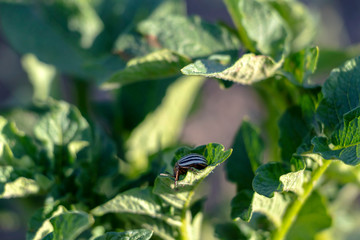 Potatoes plants with white flowers growing on farmers field