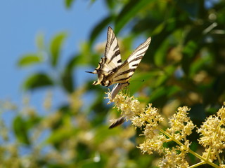 mariposa chupaleches sobre flores blancas