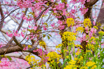 静岡県賀茂郡河津町　河津桜　河津桜まつり