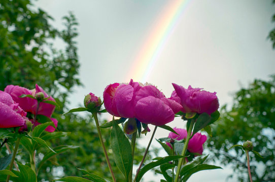 Rainbow ober beautful purple peonies