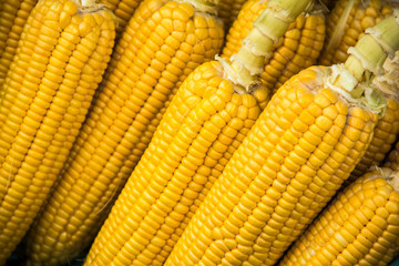 Organic sweet corn cobs, freshly peeled and ready for sale on marketplace. Close up shot