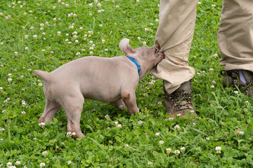 Weimaraner puppy tugging and twisting on a pant leg