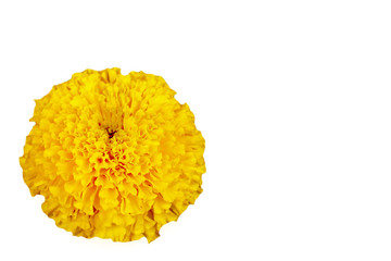 Beautiful yellow marigolds stand out with a bright white background.