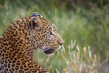 Leopard in Kruger National park, South Africa