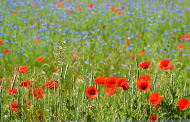 Fototapeta premium Wildblumen