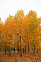 Yellow woods in the field