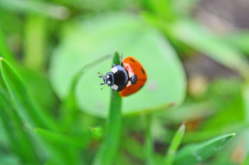 Ladybird 3