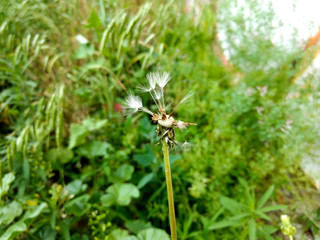 Dandelion fluff scatters, a wild flower
